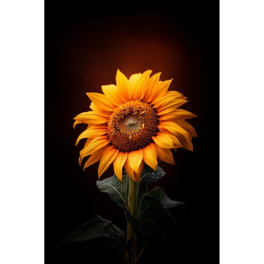 Tableau Fleur Tournesol